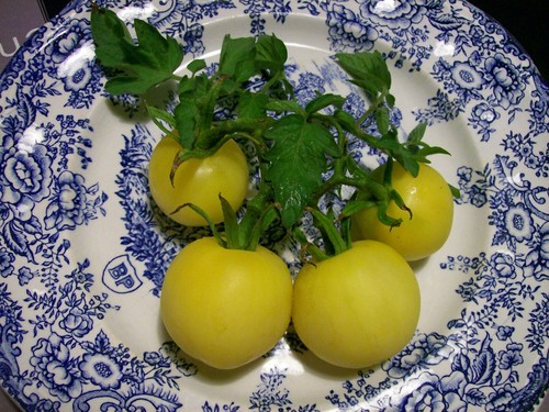 Graines tomate pêche - de,