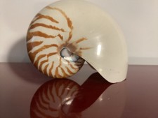 Gros coquillage Nautile