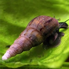 LOT DE 10 MELANOIDES