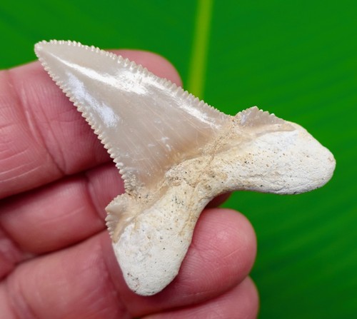 Auriculatus shark tooth 2 10 - shark,