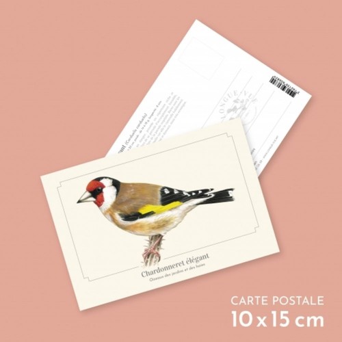 Chardonneret élégant carte - chardonneret,