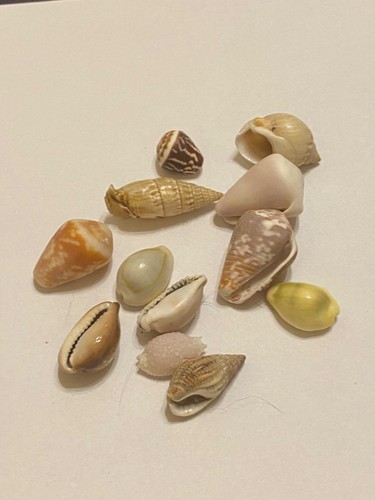 Lot coquillages - de,