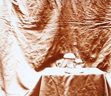 Bolet Mushroom c1910 Photo Vintage Glass Plate V36L23n 