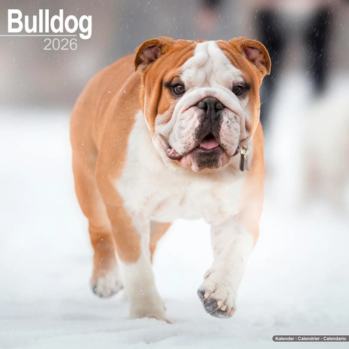 Calendrier 2026 bouledogue - 2026,