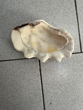 coquillage benitier - blanc -