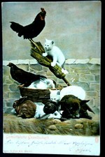 48270 Ak Chat Chaton Peint