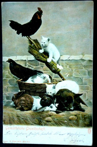 48270 chat chaton - 48270, peint