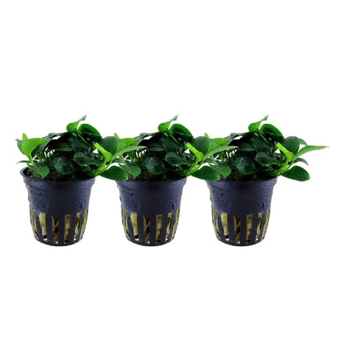 Plante aquarium anubias - plante,