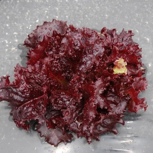250 graines laitue merlot - 250,