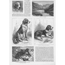 LONDON The St Bernard Dog Show - Antique Print 1883