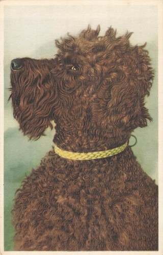 Profil chien caniche - cp,