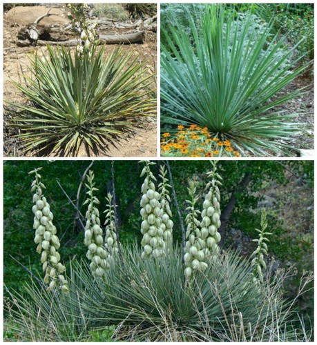 Graines yucca glauca - graines,