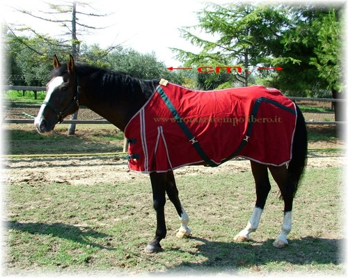 Couverture cheval coton 75 - cheval,