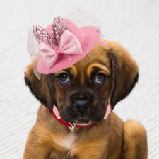 Deguisement Chien Coiffure