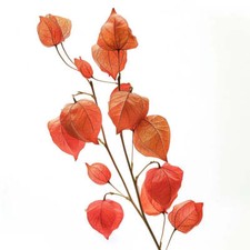 100 Graines de Lanterne