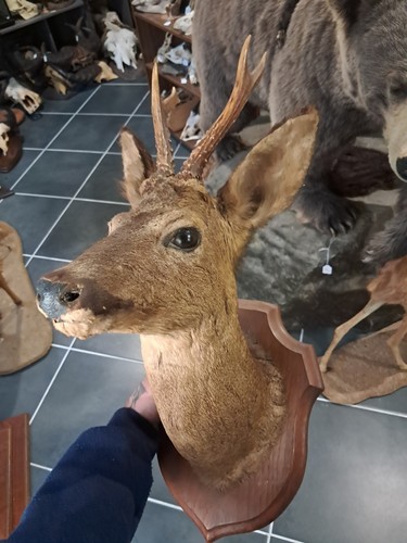 Taxidermie chevreuil roe - chevreuil, /
