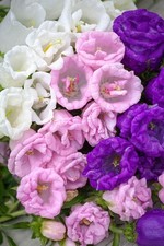 Lot De 200 Graines De