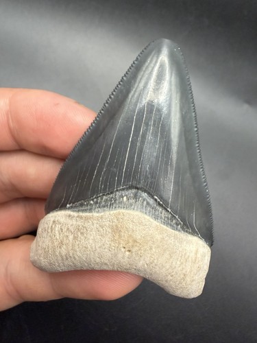 Real megalodon shark tooth - shark,
