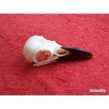 crane de corbeau (corneille noire) véritable en parfait état