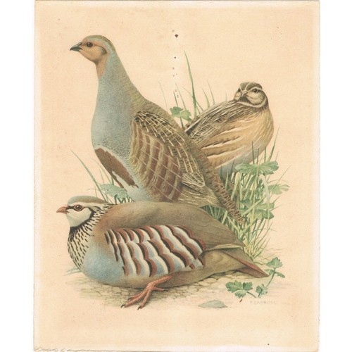 Perdrix caille rouge - perdrix,