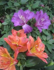 ♫ ALSTROEMERE 'Violette' -