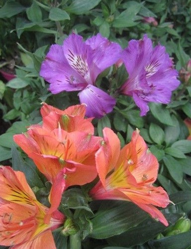 Alstroemere violette - ♫,