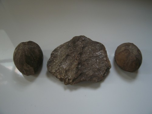 Lot fossiles d - fossiles, d'ammonites