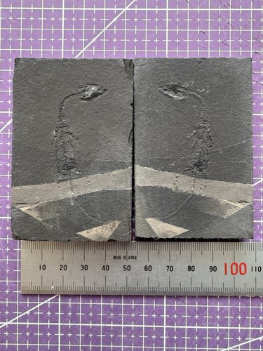 Fossile keichousaurus - de,