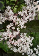 ♫ SUREAU 'Black Beauty'