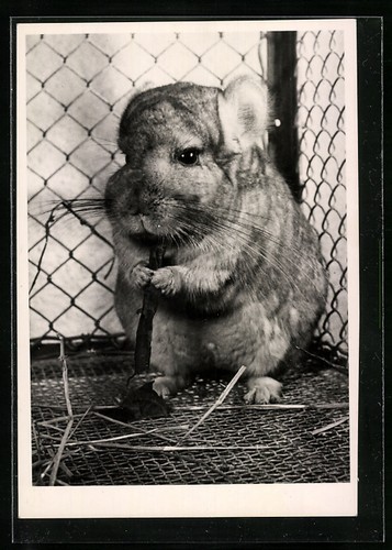 Chinchilla grignote une
