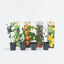 Mélange d'arbres fruitiers - Set de 4 - Hauteur 25-40cm - ⌀9cm
