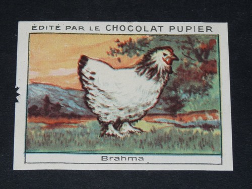Chromo chocolat pupier 1930 - chromo,