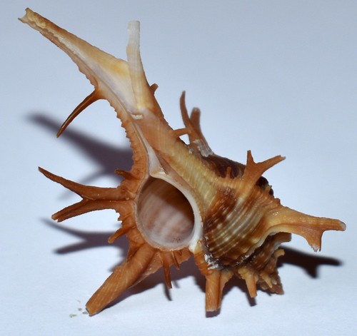 Coquillage chicoreus - coquillage,