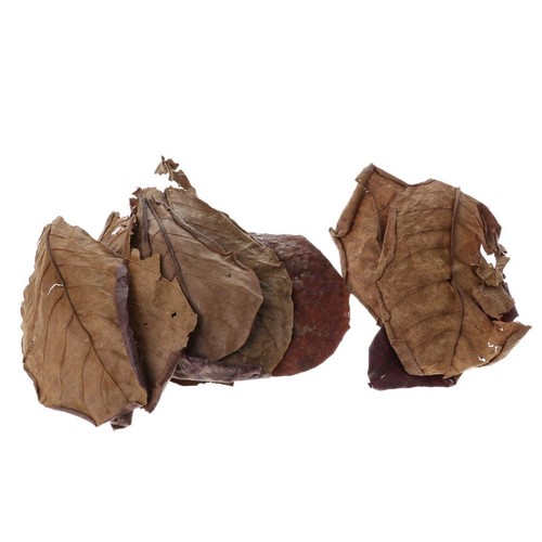 Lot feuilles de betta - lot,