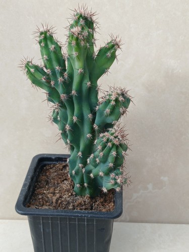 Monstrous cereus cactus - cereus,