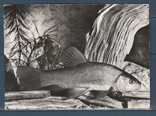 Cpsm vers 1960 faune - cpsm,