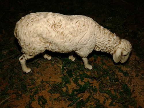 Mouton animaux bergers - mouton,