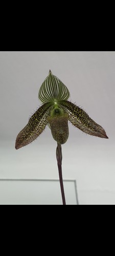 Paphiopedilum wardii
