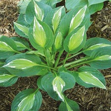 Hosta Hosta Tubercule Plantes