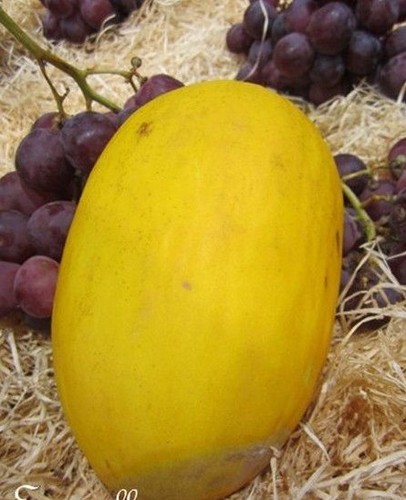 Melon jaune des canaris - melon,