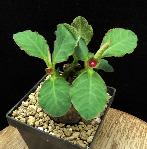 Monadenium mafingensis