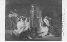 CHATS #MK43583 CURIOSITE DES