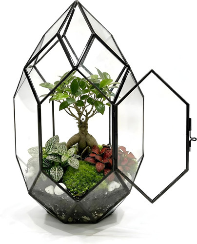 Pluxea kit de terrarium - -,