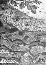 ENTOMOLOGY (ECOLOGY) - A VERTICAL CUT ANTHILL - 19th Century Engraving