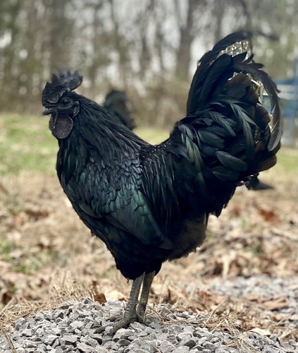 Ayam cemani barnyard mix - ayam,