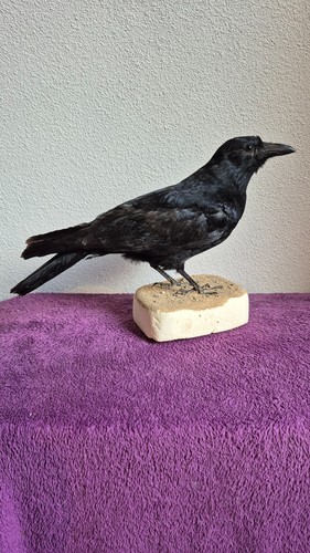 Taxidermie oiseau - taxidermie,