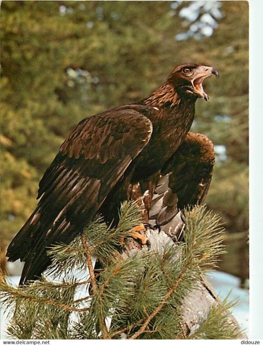 Carte postale animaux - animaux,