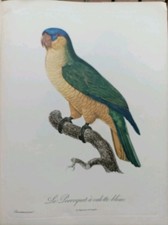 1962 OISEAUX EXOTIQUES JACQUES