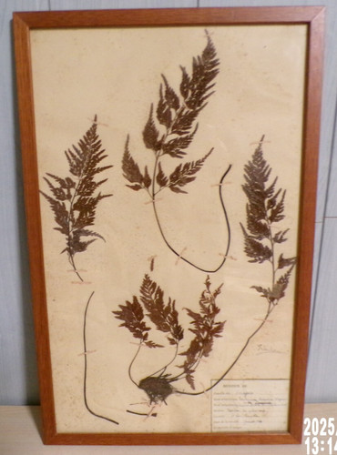 Ancienne planche herbier - ancienne,