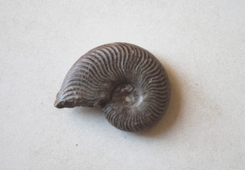 Fossile ammonite toarcien - ammonite,